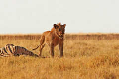2005_namibia_etosha_meal