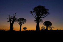 2005_namibia_koecherbaum