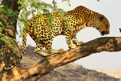 2005_namibia_leopard