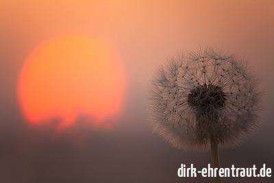 2011_deutschland_flora_pusteblume_blumen_fotograf