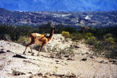 2002_guanako