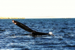 2002_whale_watching