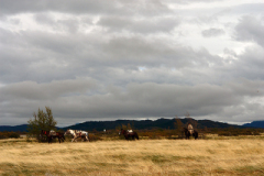 2007_gaucho