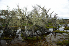2007_moorlandschaft