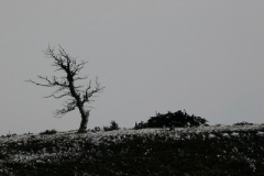 2007_verganglich