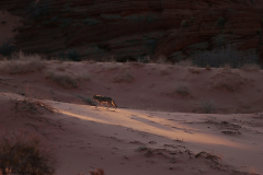 2008_arizona_coyote_buttes_north_coyote