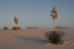 2008_new_mexico_white_sands_3