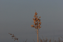 2008_new_mexico_white_sands_4