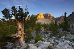 2009_nevada_great_basin_np_bristlecone_pine