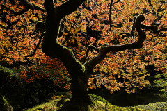 2010_portland_japanese_garden_autum