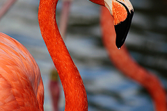 2011_usa_california_san_diego_zoo_flamingo