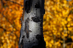 2011_usa_wyoming_grand_teton_herbst_dirk_ehrentraut_ehrentraut