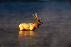 2011_usa_wyoming_yellowstone_hirsch_wapiti_dirk_ehrentraut