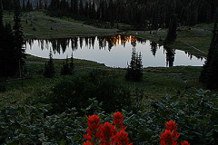 2012_usa_oregon_mt_rainier_flower_ehrentraut