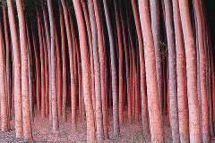 2016_usa_golden_tree